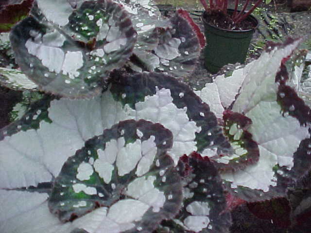 B. ‘Deco Dotty’